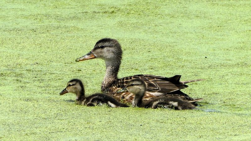 打字呀鸭 界面与操作手感：细节做得怎么样